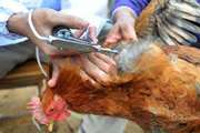 Avian influenza vaccination: why it should not be a barrier to safe trade